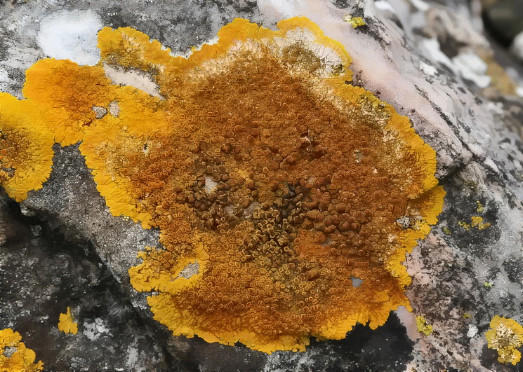 Caloplaca aurantia ?